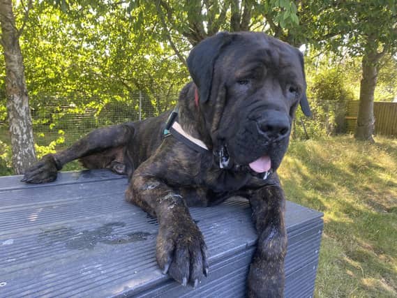 Big Moose is looking for his forever home after his previous owner could no longer look after him.