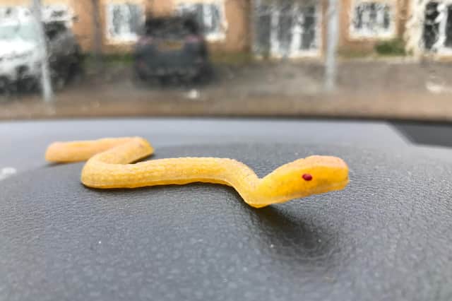 The toy snake which was mistaken for a genuine reptile on the move in a Hampshire block of flats. Picture: RSPCA