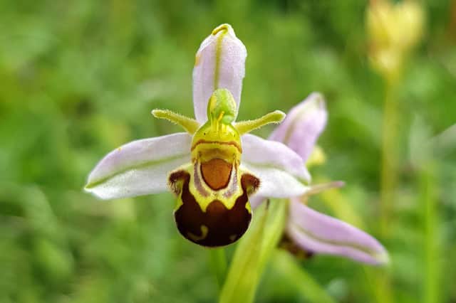 A bee orchid on the downs near Buriton. Picture: Jon Jackson from Horndean.