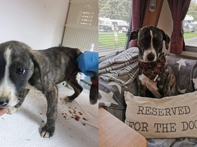 Phoenix Rehoming has helped a number of dogs.
Bodhi was found as a stray when he was just a pup. He had a terrible foot injury that required treatment, but once back to full health he was happily adopted and is now living his best life.
Pictured: Bodhi Before and After