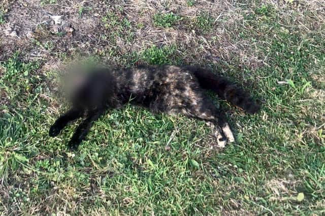 Lady, an 11-month-old cat, was found beheaded in Hilsea last week.