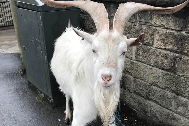 A lost billy goat that needed help after being found at a bus stop in Bradford, West Yorkshire. 

RSPCA/PA Wire