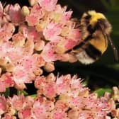 Bee pollinating a Sedum.