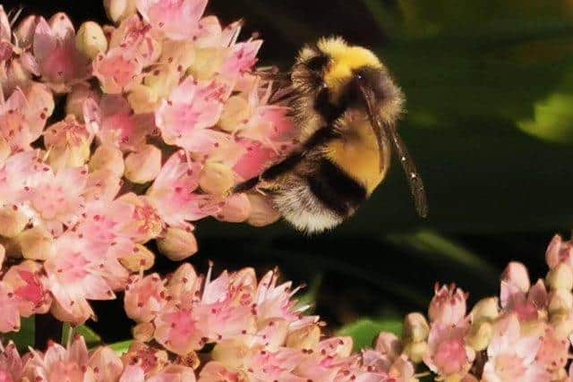 Bee pollinating a Sedum.