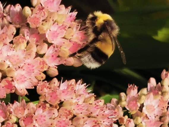 Bee pollinating a Sedum.