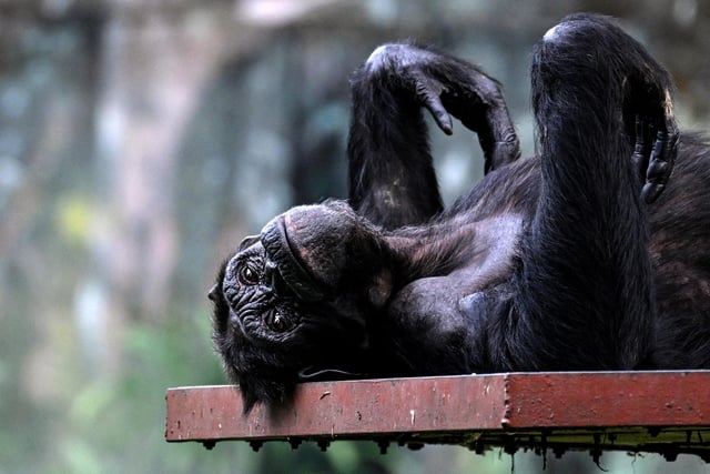 The Dangerous Wild Animals Act 1976 makes it illegal to own animals from the Hominidae family without a proper licence. 
(Photo by MOHD RASFAN/AFP via Getty Images)
