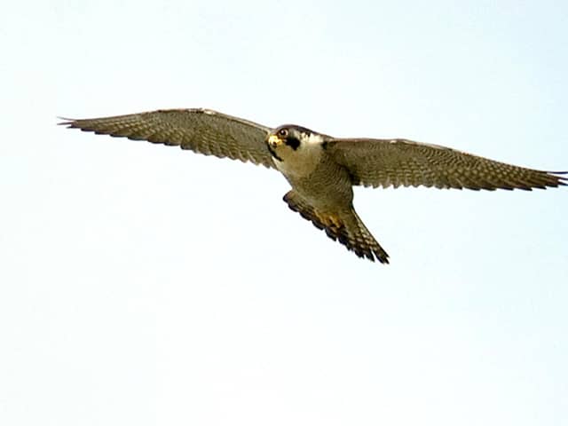 A peregrine falcon. Picture: David Foker