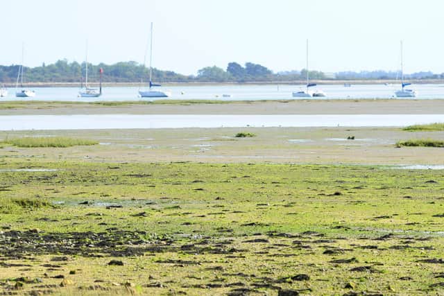 Algae in Emsworth Harbour that is caused by nitrogen pollution.
Picture: Sarah Standing (100920-7009)