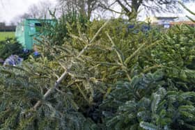Christmas trees are left at a collection point in Reading, Berkshire, for recycling on January 7, 2022. Picture: Steve Parsons/PA Wire