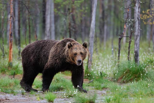 What would you do if a brown bear crept up behind you?