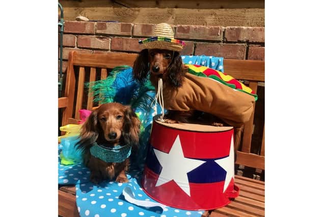 East Hants Dachshunds is hosting an online dachshund-only dog show to keep owners connected during lockdown. Larissa Carey's dogs Amber and Harley posed for some photos to promote the contest