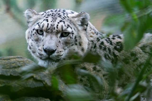 Marwell Zoo launch fundraiser to extend the snow leopard habitat. 
Pictured: Irina the snow leopard
Credit: Jason Brown