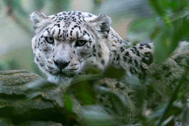 Marwell Zoo launch fundraiser to extend the snow leopard habitat.
Pictured: Irina the snow leopard
Credit: Jason Brown