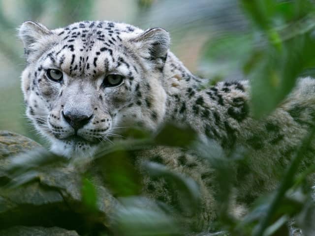 Marwell Zoo launch fundraiser to extend the snow leopard habitat. 
Pictured: Irina the snow leopard
Credit: Jason Brown