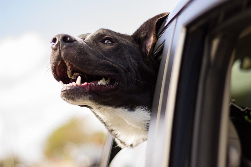 You should never leave a dog in the car during a hot day. It can make them seriously unwell due to dehydration.