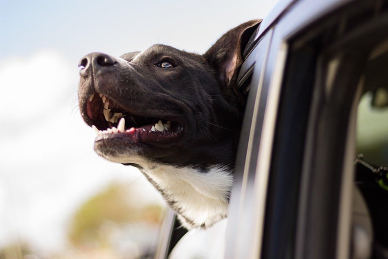 You should never leave a dog in the car during a hot day. It can make them seriously unwell due to dehydration.