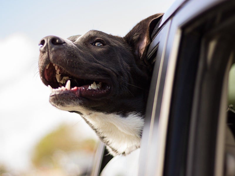 You should never leave a dog in the car during a hot day. It can make them seriously unwell due to dehydration.