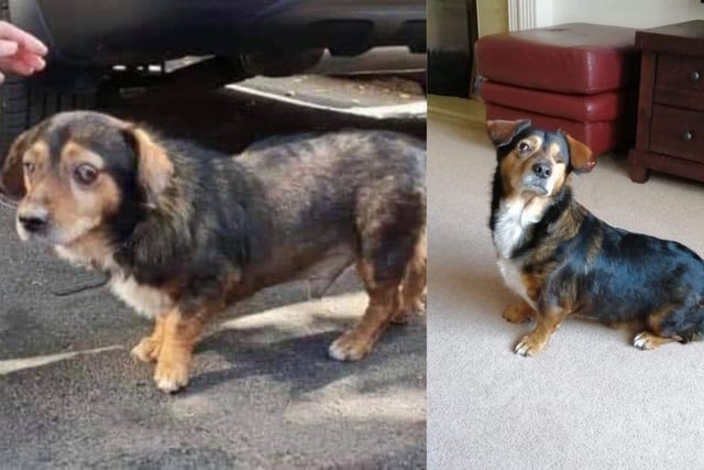 Phoenix Rehoming has helped a number of dogs.
Chance was found as a stray. The poor little guy had an ulcerated eye and hair loss. He has now been in his forever home for nearly four years, and whilst now completely blind he is still living his best life with his wonderful adopter in Portsmouth. 
Pictured: Chance before and after