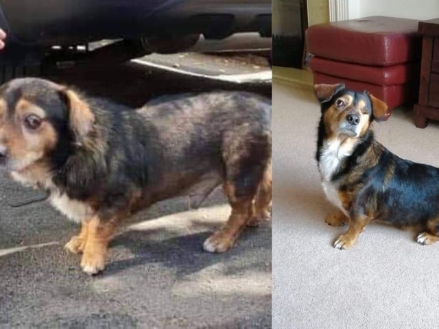 Phoenix Rehoming has helped a number of dogs.
Chance was found as a stray. The poor little guy had an ulcerated eye and hair loss. He has now been in his forever home for nearly four years, and whilst now completely blind he is still living his best life with his wonderful adopter in Portsmouth.
Pictured: Chance before and after
