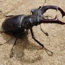Stag beetles are Britain’s largest land beetle.