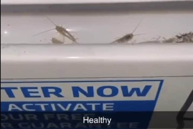 Silverfish and pest infestations have been recent and longstanding problems, according to sailors.