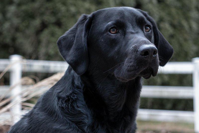 Labradors have featured in 13,973,083 hashtags. 
Picture: Pixabay