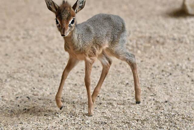 Marwell Zoo has welcomed a second tiny dik-dik calf to Marwell Zoo, a sibling for Mdalasini who was born in March this year.
Picture: Helen Pinchin