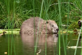 A new legislation has been passed to protect beavers 
Picture credit: Steve Gardner