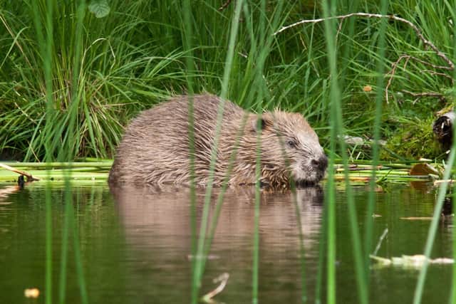A new legislation has been passed to protect beavers 
Picture credit: Steve Gardner