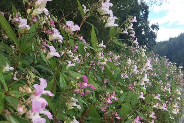 Himalayan balsam