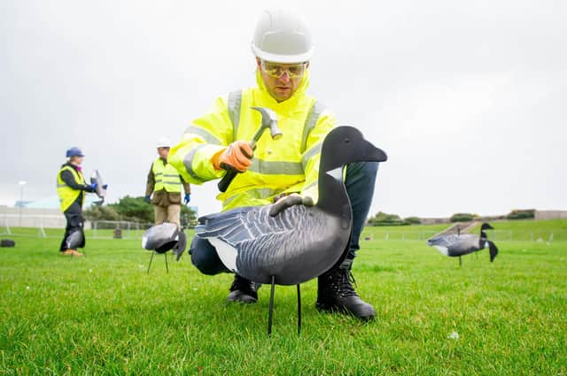 Portsmouth City Council setting up fake geese on Castle Field to encourage Brent Geese to use the field as a refuge on 12 October 2020.

Picture: Habibur Rahman