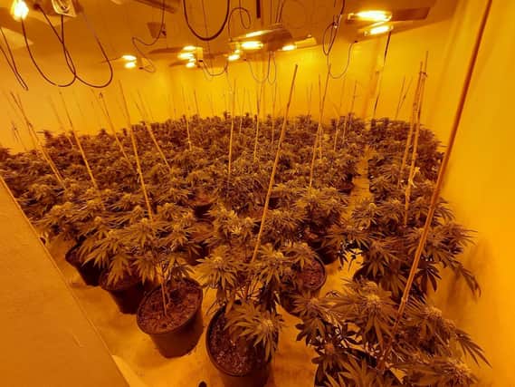 Police have raided a property in North End, seizing more than 500 cannabis plants.