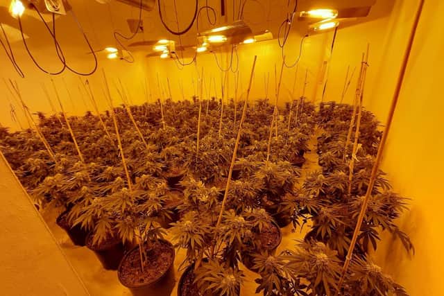 Police have raided a property in North End, seizing more than 500 cannabis plants.