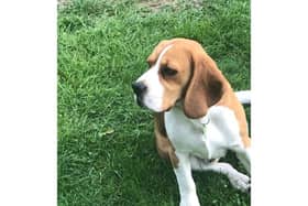 A Waterlooville couple had a scare after their Beagle, Dora, decided to eat four mince pies and had to be rushed to the vets. Dora was luckily sent home the next day after receiving treatment but The Kennel Club have issued a warning to dog owners ahead of Christmas.