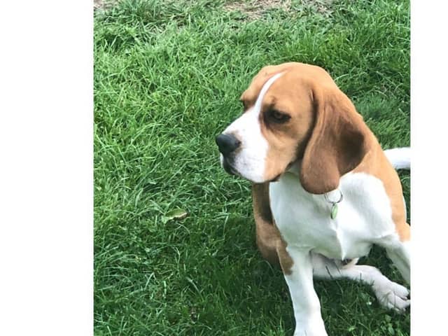 A Waterlooville couple had a scare after their Beagle, Dora, decided to eat four mince pies and had to be rushed to the vets. Dora was luckily sent home the next day after receiving treatment but The Kennel Club have issued a warning to dog owners ahead of Christmas.