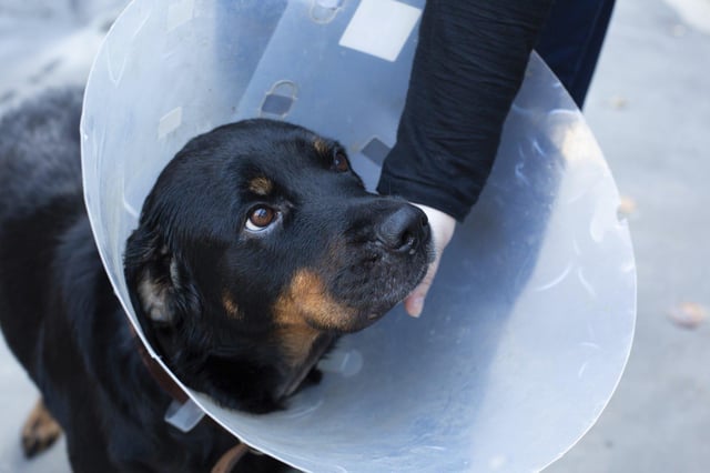 RSPCA campaign finds that Hampshire is an animal cruelty hot spot.