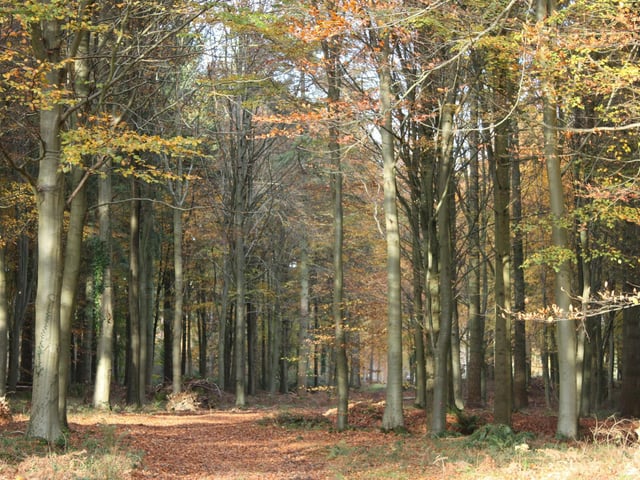 Whether you are looking for a short stroll or a longer spring woodland walk then Stansted Park as it all. The main grounds near to the house and the garden centre have lots of little areas to explore - perfect for little legs. But if you fancy a longer walk then the park has a number of paths which lead straight into the South Downs National Park woodland which are just stunning.Picture by Charlie Hellewell