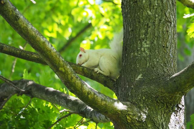 A white albino squirrel seen in Kingston Cemetary, Portsmouth. Picture: Steve Patten