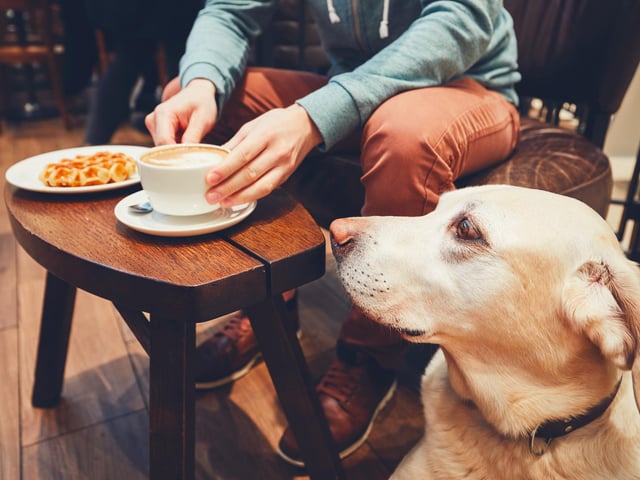 Phoenix Bakery And Cafe, a restaurant, cafe or canteen at 66 High Street, Gosport was handed a new one-out-of-five food hygiene rating after assessment on March 28, the Food Standards Agency's website shows.