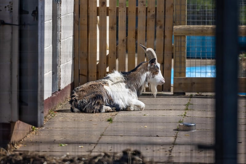 A goat takes a snooze in the aftrenoon sun in the animal area at College Park. Picture: Mike Cooter (06042023)
