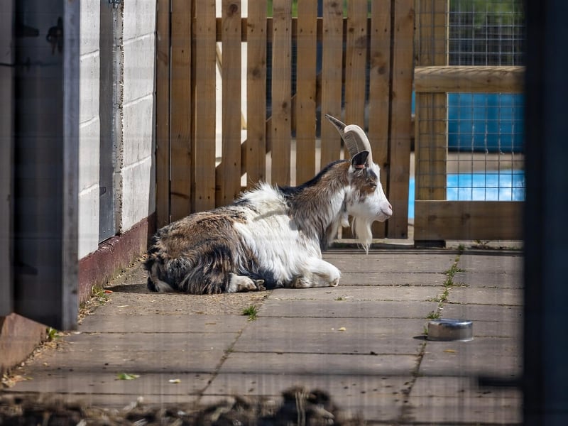 A goat takes a snooze in the aftrenoon sun in the animal area at College Park. Picture: Mike Cooter (06042023)