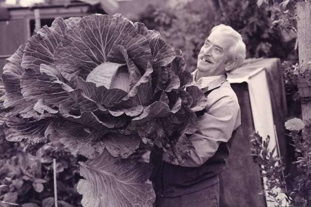 Len Blaker (73) at his allotment plot at Eastney Lake allotments where he grows the biggest cabbages in Portsmouth, September 1995. The News PP4412
