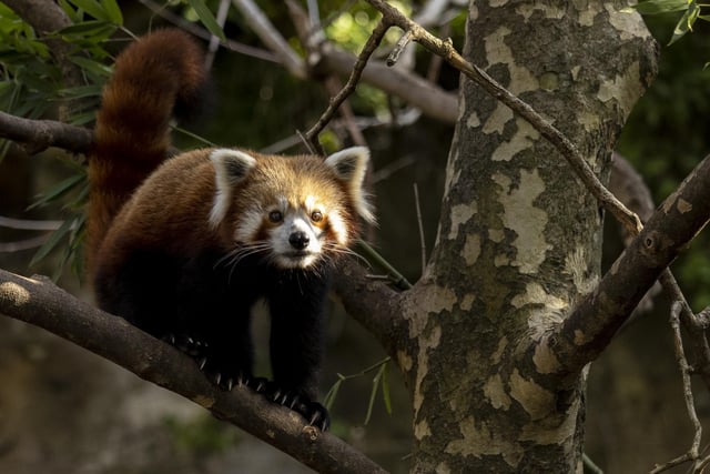 There is one reported Red Panda in the Chichester District Council area. Picture: Brook Mitchell/Getty Images.