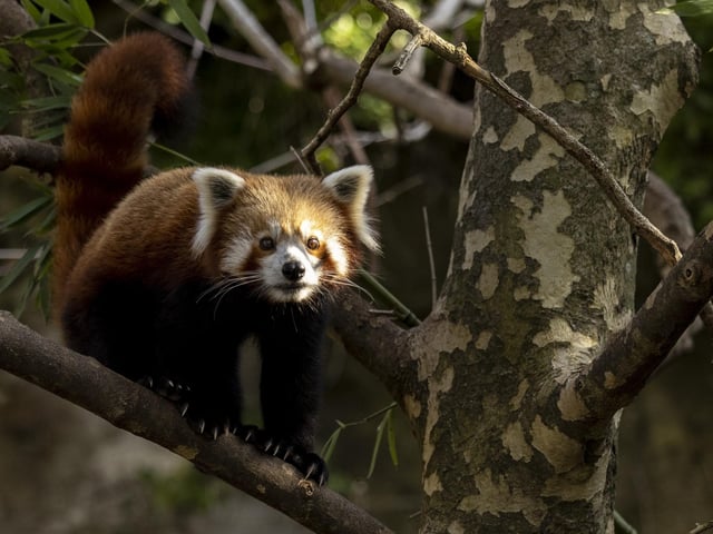 There is one reported Red Panda in the Chichester District Council area. Picture: Brook Mitchell/Getty Images.