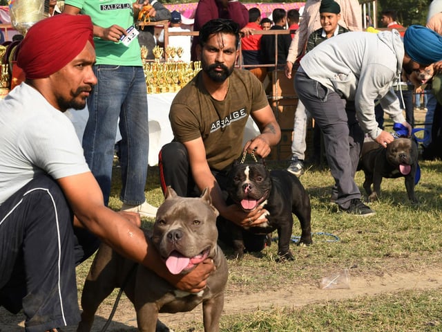 An American Bully will set you back around £2,230 on average. (Photo by NARINDER NANU/AFP via Getty Images)