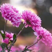 Take the tops out of chrysanthemums growing as spray blooms.