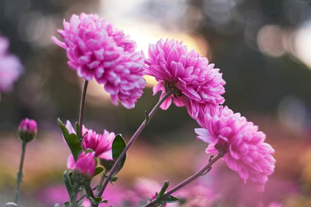 Take the tops out of chrysanthemums growing as spray blooms.