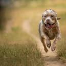 The American XL bully is the latest 'dangerous' dog to be banned in the UK. (Photo - Alexandre - stock.adobe.com)