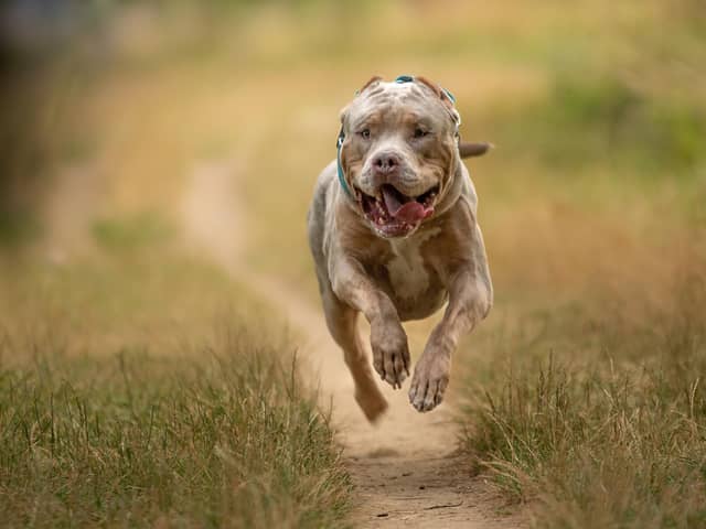The American XL bully is the latest 'dangerous' dog to be banned in the UK. (Photo - Alexandre - stock.adobe.com)