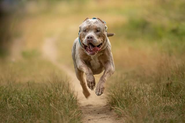 The American XL bully is the latest 'dangerous' dog to be banned in the UK. (Photo - Alexandre - stock.adobe.com)